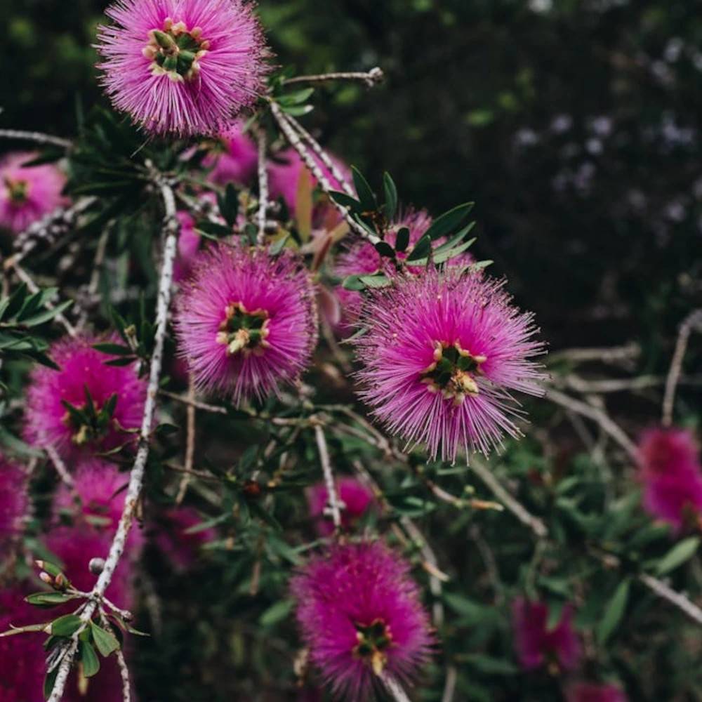 Rince-bouteilles Violaceus, Callistemon à fleurs Rose - feuillage Semi-Persistant - Pot de 7,5L - 60/80 cm- hauteur à maturité De 1,00 m à 1,50 m - Image 1