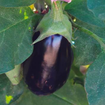 Aubergine mini Picola f1  pot 0,5 litre