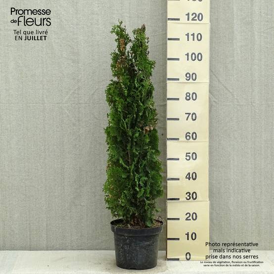 Promesse de Fleurs - Thuya du Canada - Thuja occidentalis Degroot's Spire Pot de 7,5L/10L - Image 2