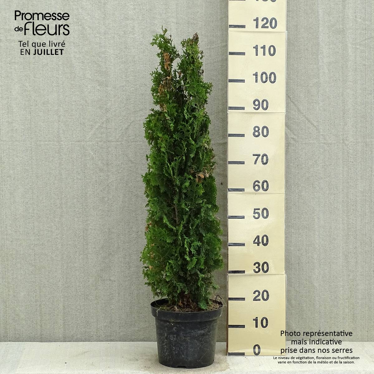 Promesse de Fleurs - Thuya du Canada - Thuja occidentalis Degroot's Spire Pot de 7,5L/10L - Image 2