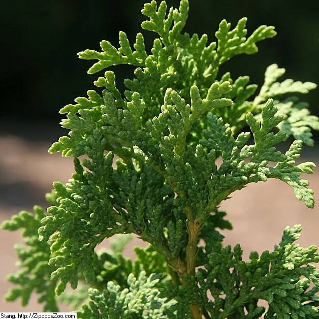 Promesse de Fleurs - Thuya du Canada - Thuja occidentalis Degroot's Spire Pot de 7,5L/10L - Image 1