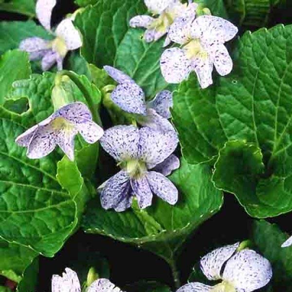 Violette vivace - Viola sororia Freckles, pensée Godet de 8/9 cm