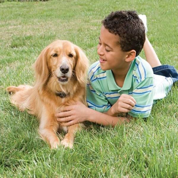 Petsafe - PetSafe - Systeme de Clôture Anti-fugue avec Fil pour Chien de plus 3,6 Kg – Avertissement Sonore/Eléctrostatique,Facile a - Image 3