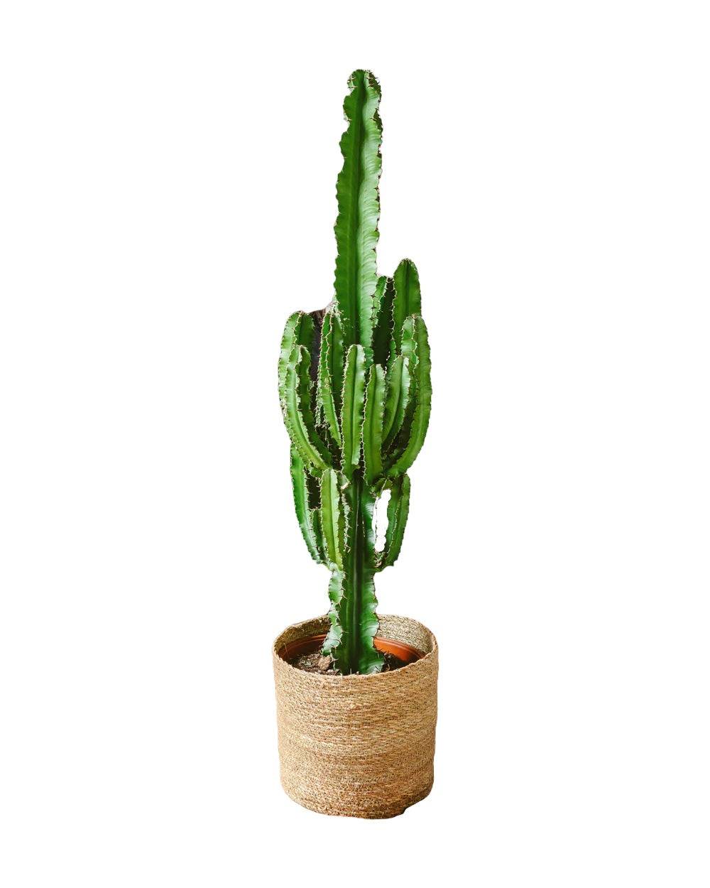 La Green Touch - Cactus Euphorbia erythrea- XL 70cm - Plante d'intérieur- La Green Touch - Image 1