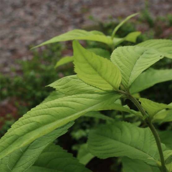Promesse de Fleurs - Leucosceptrum japonicum Golden Angel - Menthe arbustive japonaise Godet de 8/9 cm