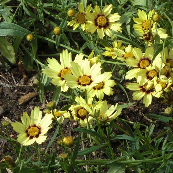 Coreopsis Redshift Godet de 8/9 cm