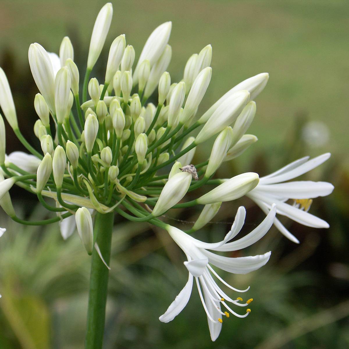 Agapanthe White Baby Godet de 8/9 cm