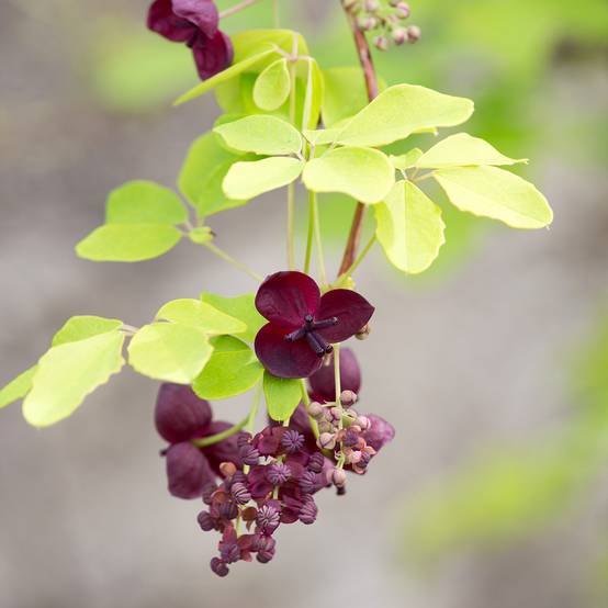 Akebia quinata - Akébie à cinq feuilles Pot de 2L/3L