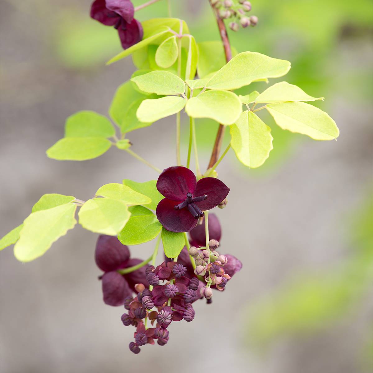 Akebia quinata - Akébie à cinq feuilles Pot de 2L/3L