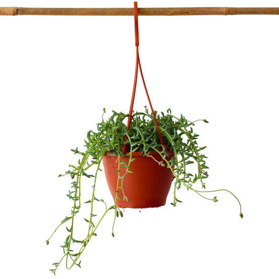Plant In A Box - Plante tortue - Senecio peregrinus - Hauteur 10-20cm - ⌀12cm - Image 1