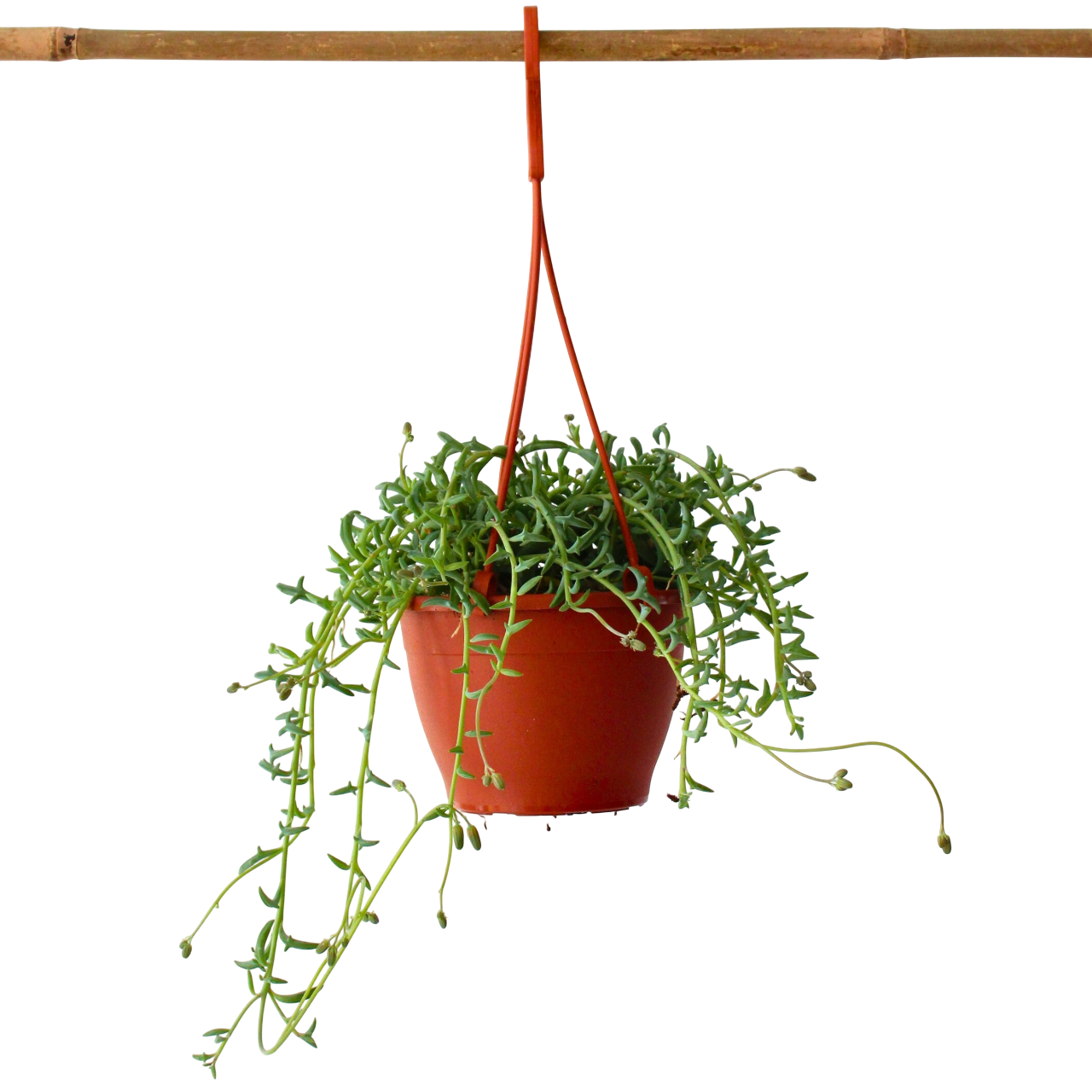 Plant In A Box - Plante tortue - Senecio peregrinus - Hauteur 10-20cm - ⌀12cm - Image 1