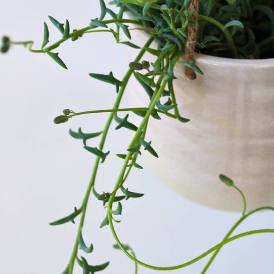 Plant In A Box - Plante tortue - Senecio peregrinus - Hauteur 10-20cm - ⌀12cm - Image 3