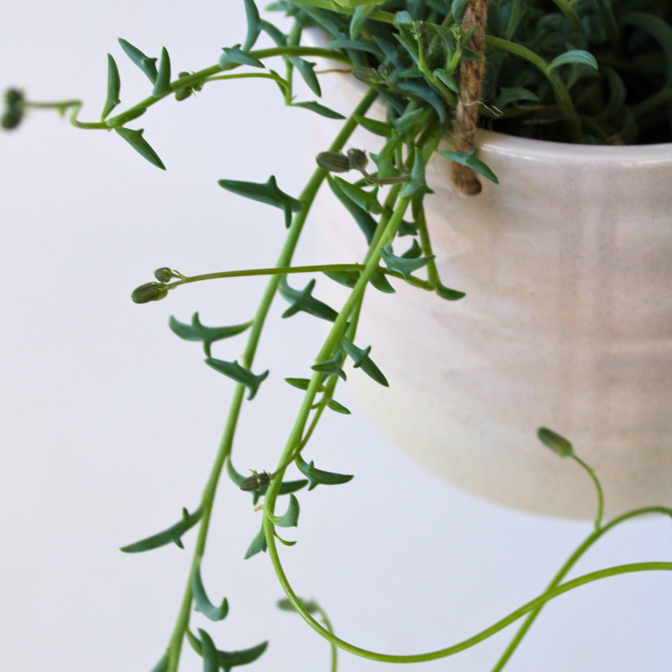 Plant In A Box - Plante tortue - Senecio peregrinus - Hauteur 10-20cm - ⌀12cm - Image 3