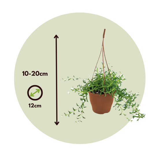 Plant In A Box - Plante tortue - Senecio peregrinus - Hauteur 10-20cm - ⌀12cm - Image 4