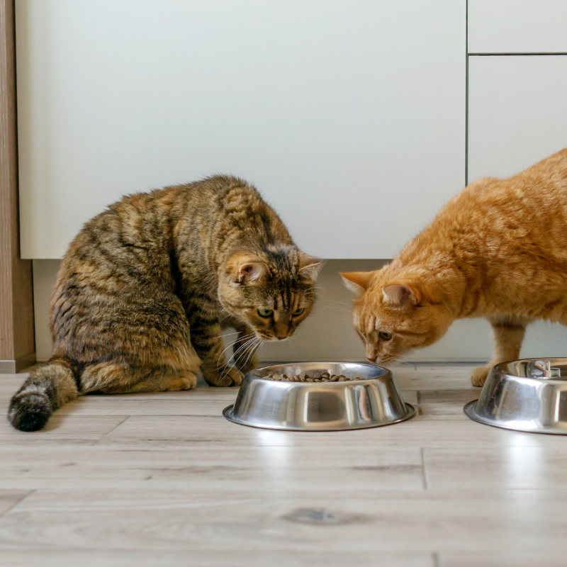 Nestor - Pâtées Sans Céréales Bio au Poulet pour Chat - Image 2