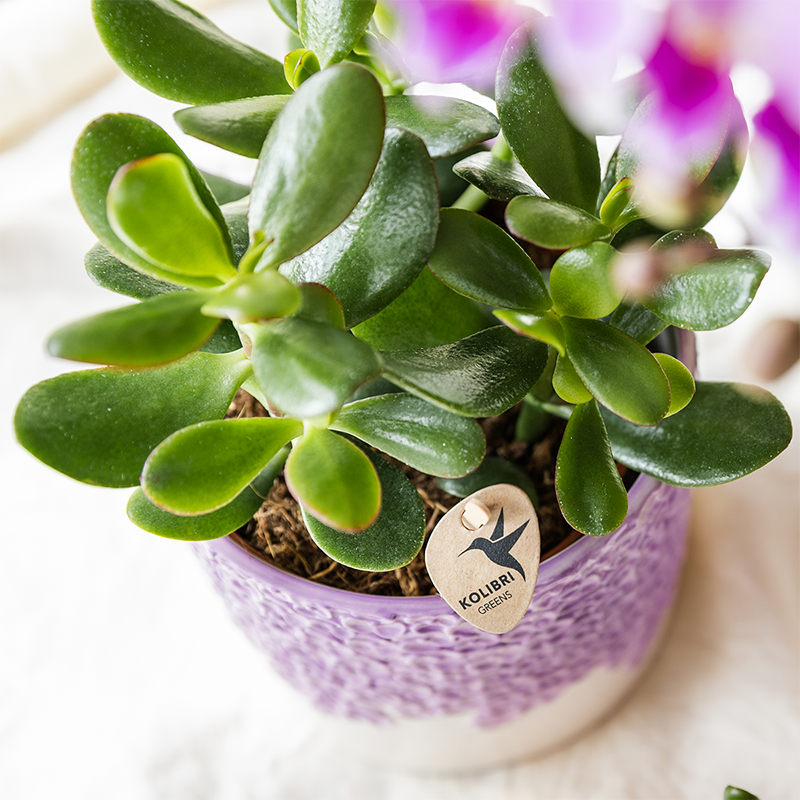 Orchidée Phalaenopsis 'Vienna' violette - Set avec plantes vertes et cache-pots décoratifs - Plantes d'intérieur - Image 4