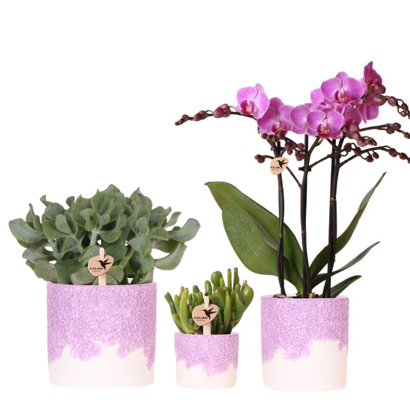 Orchidée Phalaenopsis 'Vienna' violette - Set avec plantes vertes et cache-pots décoratifs - Plantes d'intérieur - Image 1