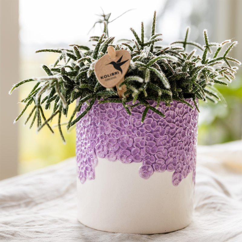 Orchidée Phalaenopsis 'Vienna' violette - Set avec plantes vertes et cache-pots décoratifs - Plantes d'intérieur - Image 7