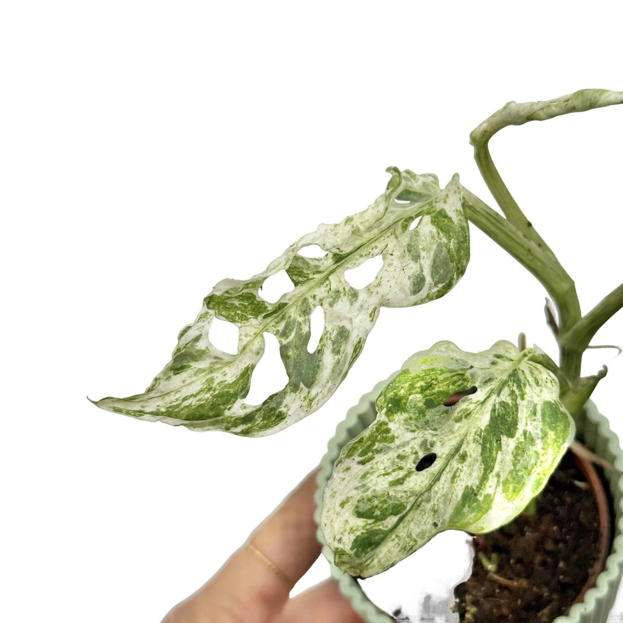 Monstera Frozen Freckles - Pot de 6cm - Plantes d'intérieur - Image 6