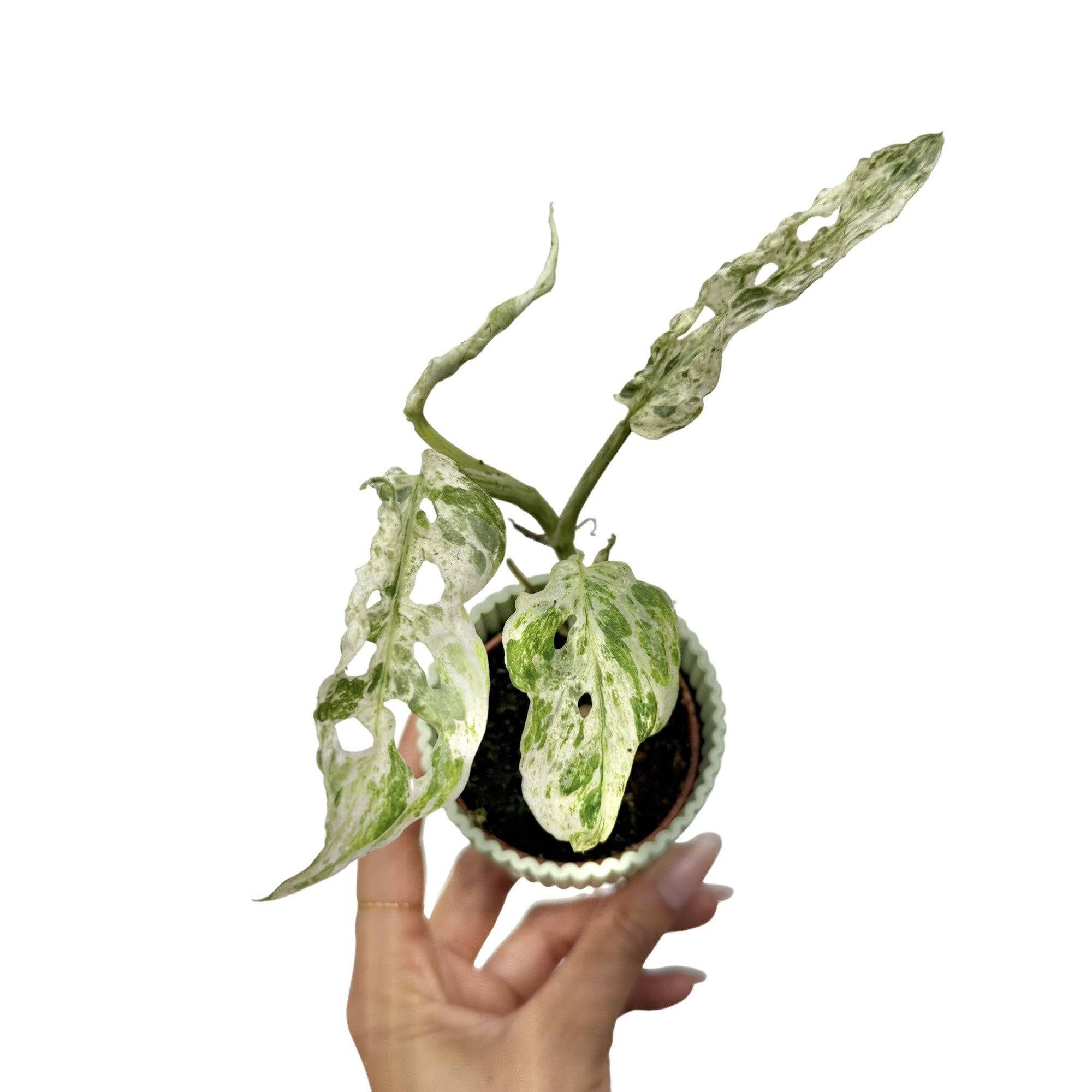 Monstera Frozen Freckles - Pot de 6cm - Plantes d'intérieur - Image 1