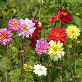 Graines de Dahlia nain Unwin Ideal Mix le sachet de 150 graines environ (1,5g)