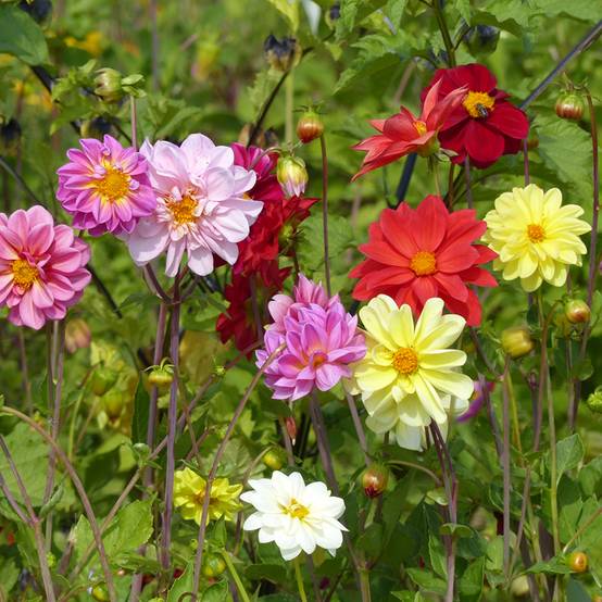 Promesse de Fleurs - Graines de Dahlia nain Unwin Ideal Mix le sachet de 150 graines environ (1,5g)