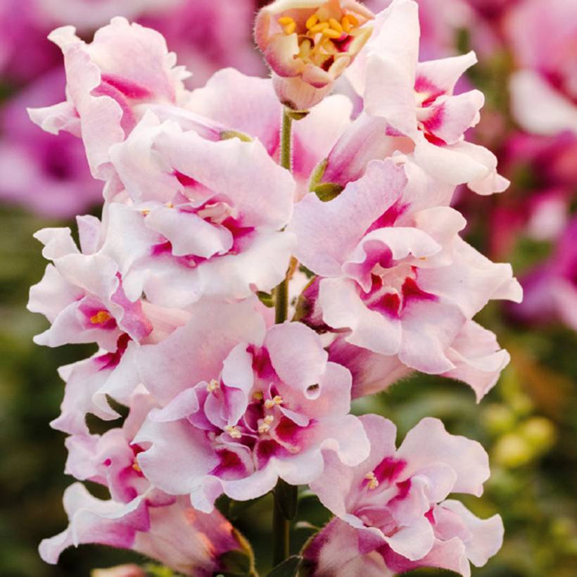 Graines de Muflier nain Twinny Orchid F1 - Antirrhinum nanum le sachet de 30 graines environ