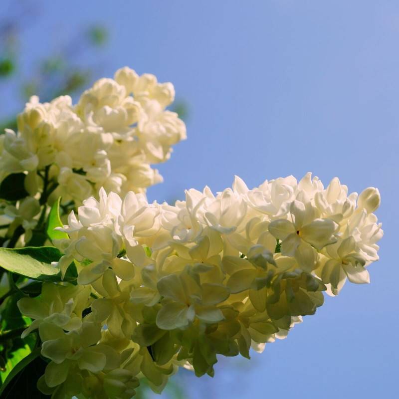 Lilas commun Madame Lemoine, Syringa à fleurs Blanche - feuillage Caduc - Pot de 7,5L - 60/80 cm-  hauteur à maturité De 2,50 m à 3,00 m - Image 7