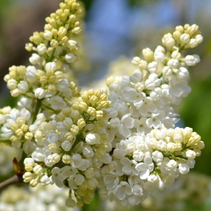 Lilas commun Madame Lemoine, Syringa à fleurs Blanche - feuillage Caduc - Pot de 7,5L - 60/80 cm-  hauteur à maturité De 2,50 m à 3,00 m - Image 1