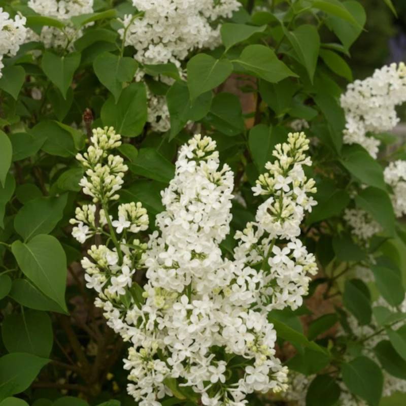 Lilas commun Madame Lemoine, Syringa à fleurs Blanche - feuillage Caduc - Pot de 7,5L - 60/80 cm-  hauteur à maturité De 2,50 m à 3,00 m - Image 3