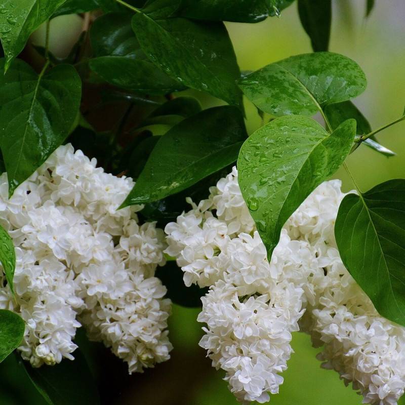 Lilas commun Madame Lemoine, Syringa à fleurs Blanche - feuillage Caduc - Pot de 7,5L - 60/80 cm-  hauteur à maturité De 2,50 m à 3,00 m - Image 6