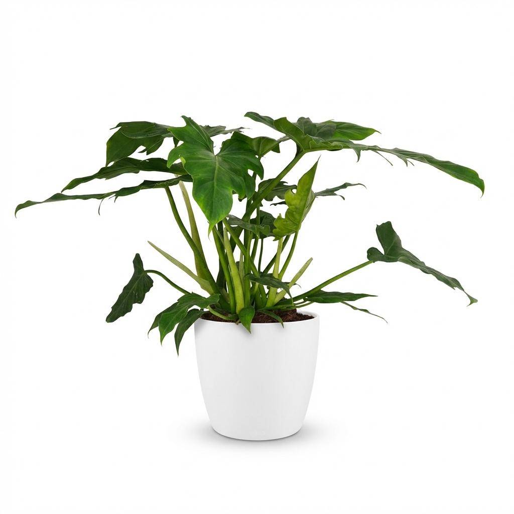Philodendron Lacerum - Pot de 19cm - Hauteur 65cm - Blanc - Plantes d'intérieur - Image 1