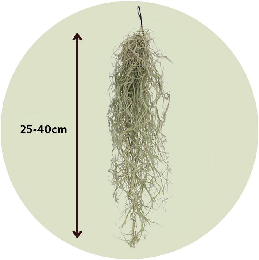 Plant In A Box - Plante aérienne - Set de 6 - Tillandsia usneoides - Hauteur 25-40cm - ⌀5cm - Image 6