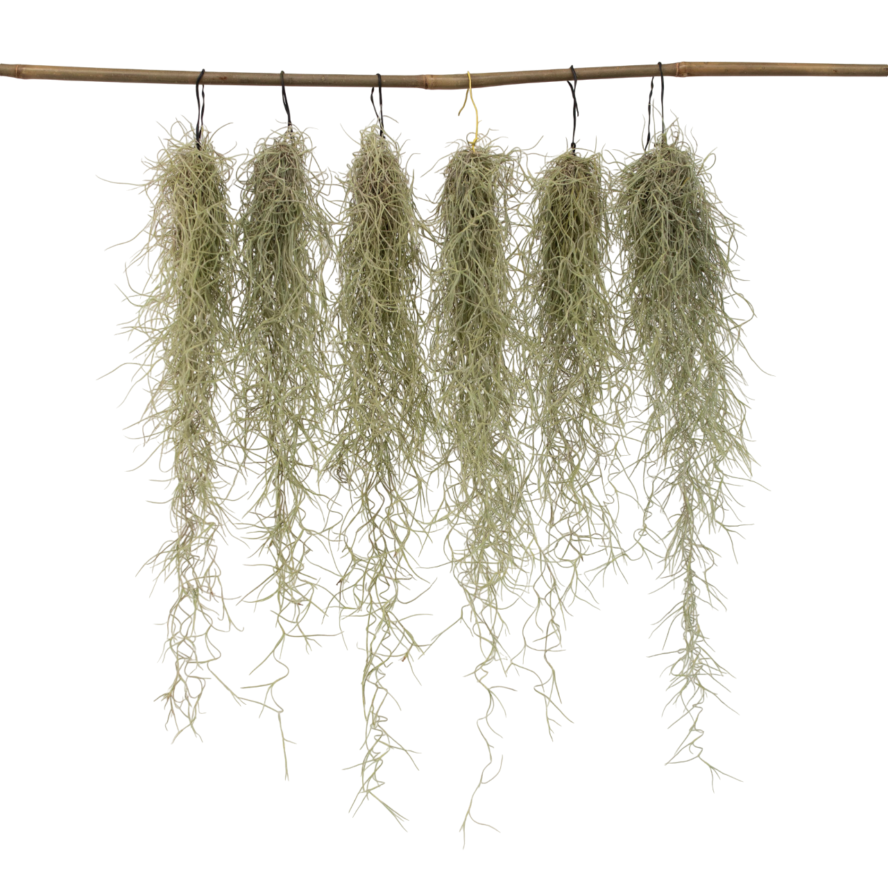 Plant In A Box - Plante aérienne - Set de 6 - Tillandsia usneoides - Hauteur 25-40cm - ⌀5cm - Image 1