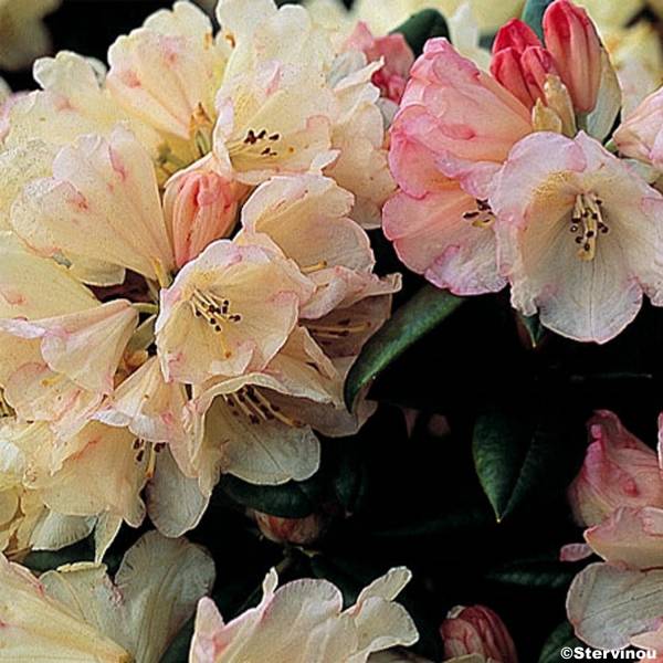 Rhododendron Dusty Miller - Rhododendron nain Pot de 2L/3L - Gamm vert