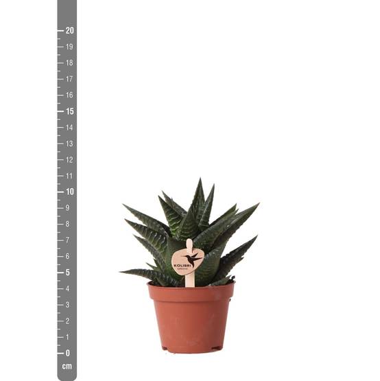 Haworthia Limifolia h11cm- La Green Touch - Image 5