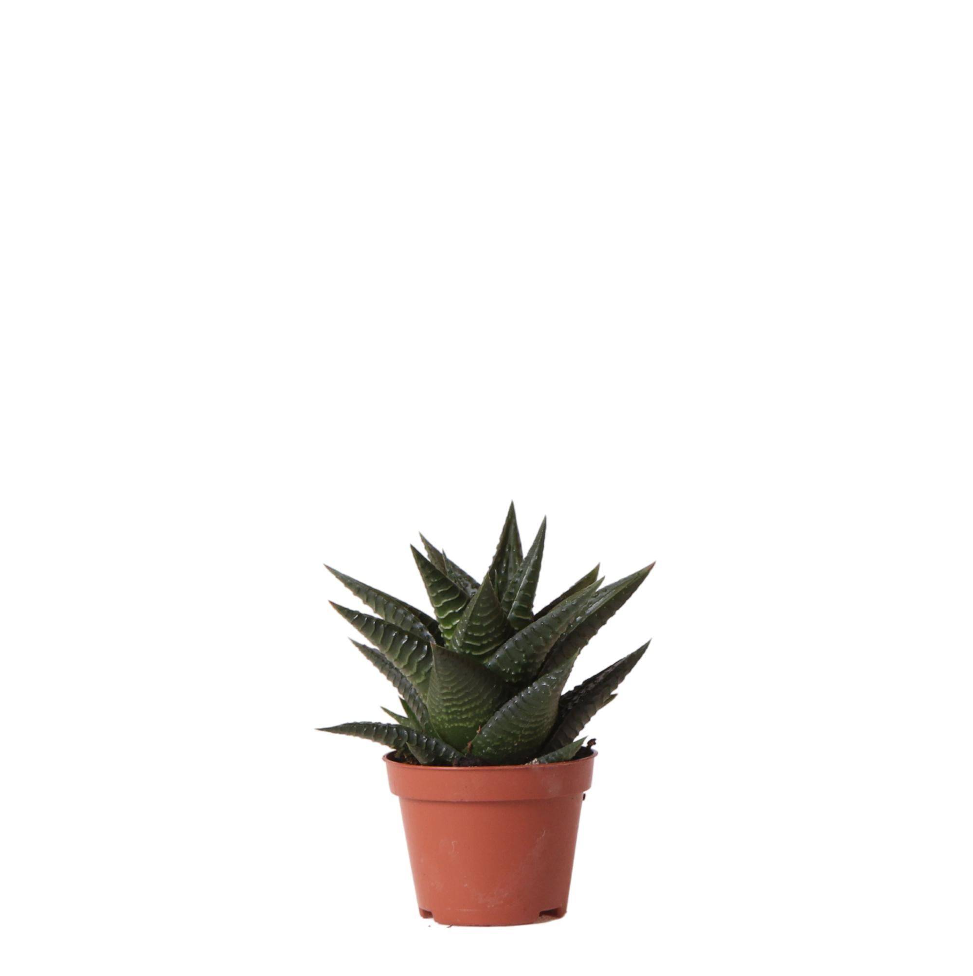 Haworthia Limifolia  h11cm- La Green Touch - Image 1