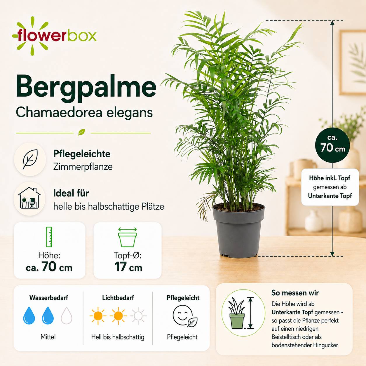 Palmier de montagne - plante d'intérieur facile d'entretien, Chamaedorea elegans - hauteur env. 70 cm, pot-Ø 17 cm - Image 4