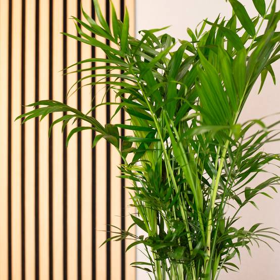 Palmier de montagne - plante d'intérieur facile d'entretien, Chamaedorea elegans - hauteur env. 70 cm, pot-Ø 17 cm - Image 3