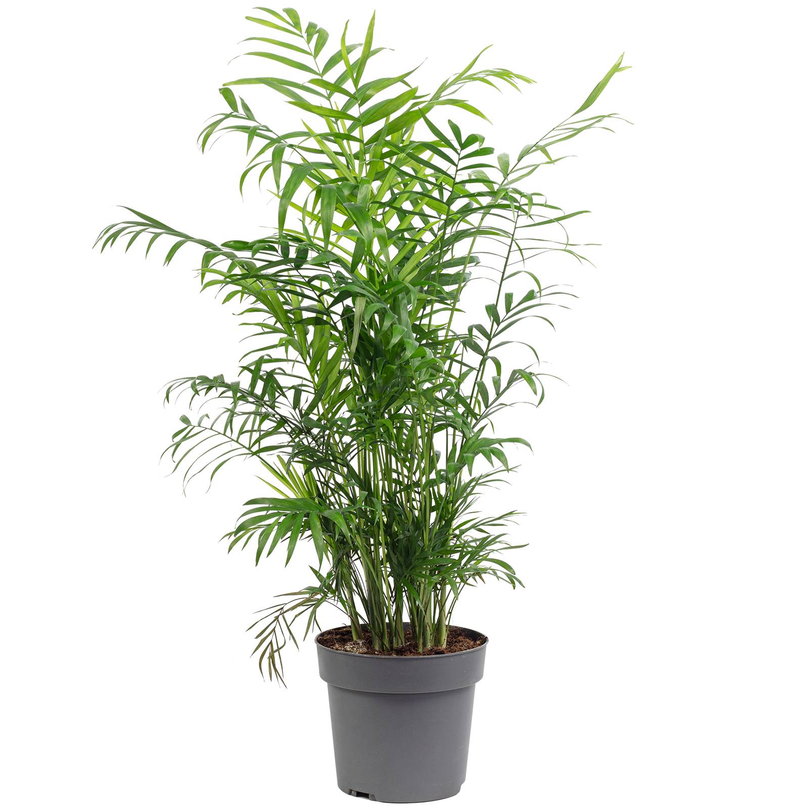 Palmier de montagne - plante d'intérieur facile d'entretien, Chamaedorea elegans - hauteur env. 70 cm, pot-Ø 17 cm - Image 1