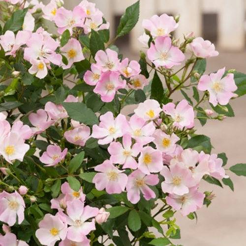 Promesse de Fleurs - Rosier paysager Rosanatura Rosea Pot de 2L/3L
