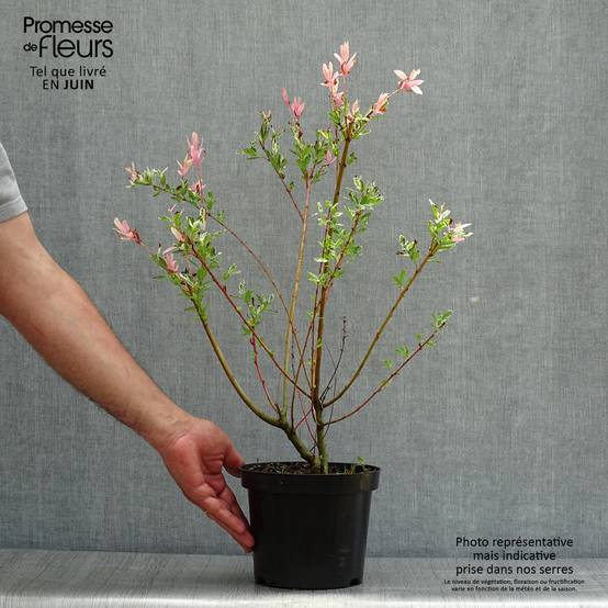 Promesse de Fleurs - Saule crevette - Salix integra Hakuro Nishiki Pot de 2L/3L, Buisson, Touffe - Image 2