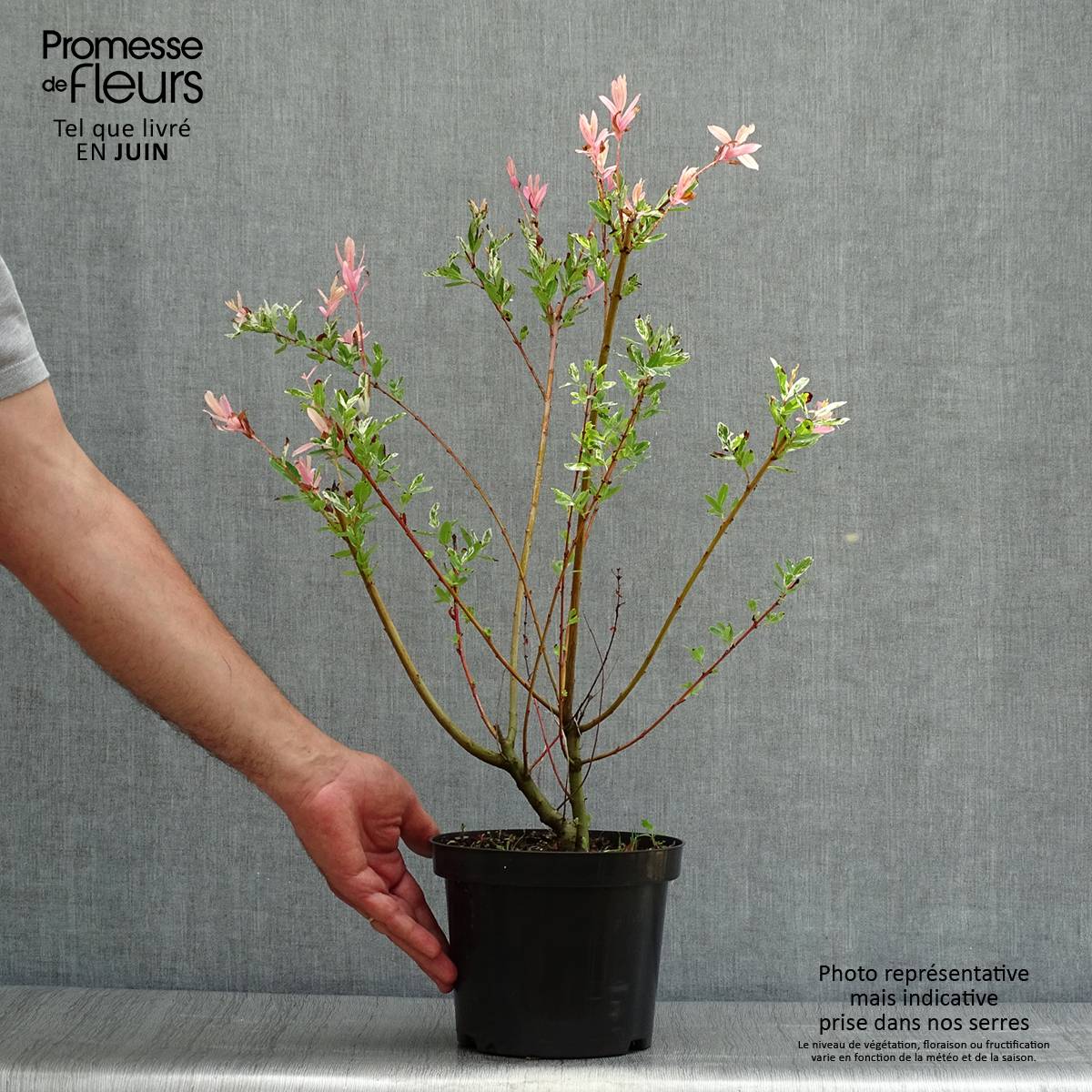 Promesse de Fleurs - Saule crevette - Salix integra Hakuro Nishiki Pot de 2L/3L, Buisson, Touffe - Image 2