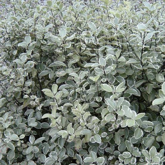 Pittosporum Silver Ball, Pittospore - Pot de 3L - 20/40 cm - Image 2