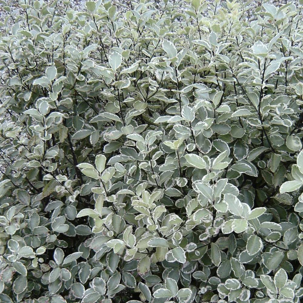 Pittosporum Silver Ball, Pittospore - Pot de 3L - 20/40 cm