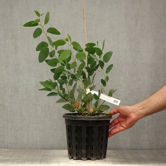 Eucalyptus pauciflora subsp. niphophila Mt Bogong - Gommier des neiges Pot de 4L/5L, Pot anti-chignon - Image 2