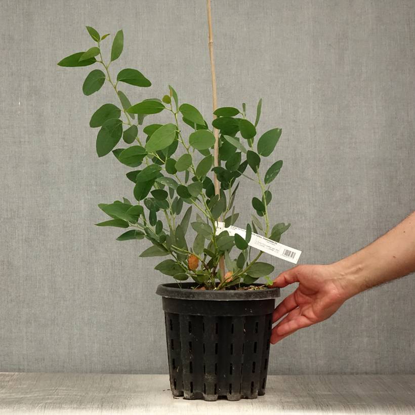 Eucalyptus pauciflora subsp. niphophila Mt Bogong - Gommier des neiges Pot de 4L/5L, Pot anti-chignon - Image 2