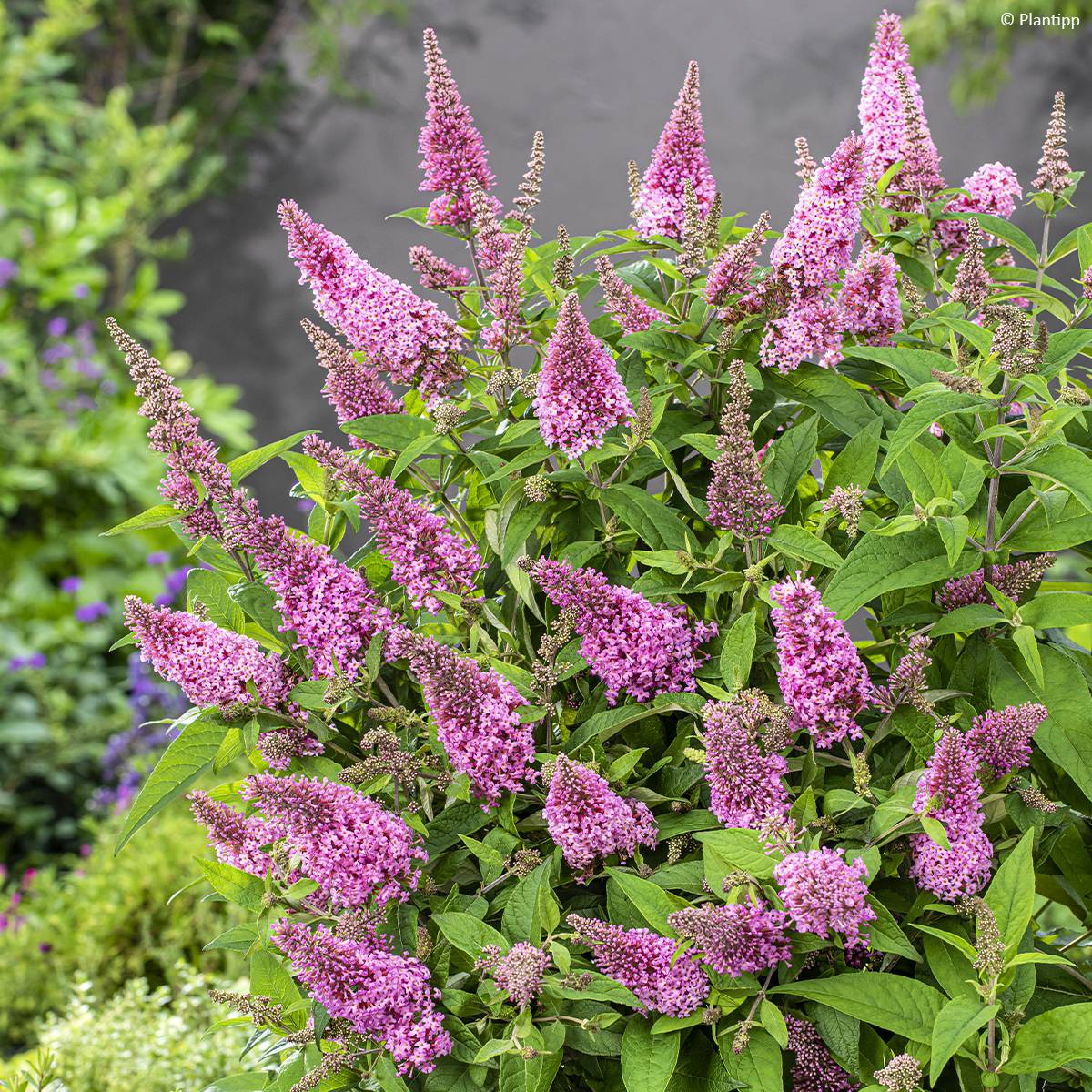 Promesse de Fleurs - Buddleja davidii Butterfly Candy Little Pink - Arbre aux papillons nain Pot de 2L/3L