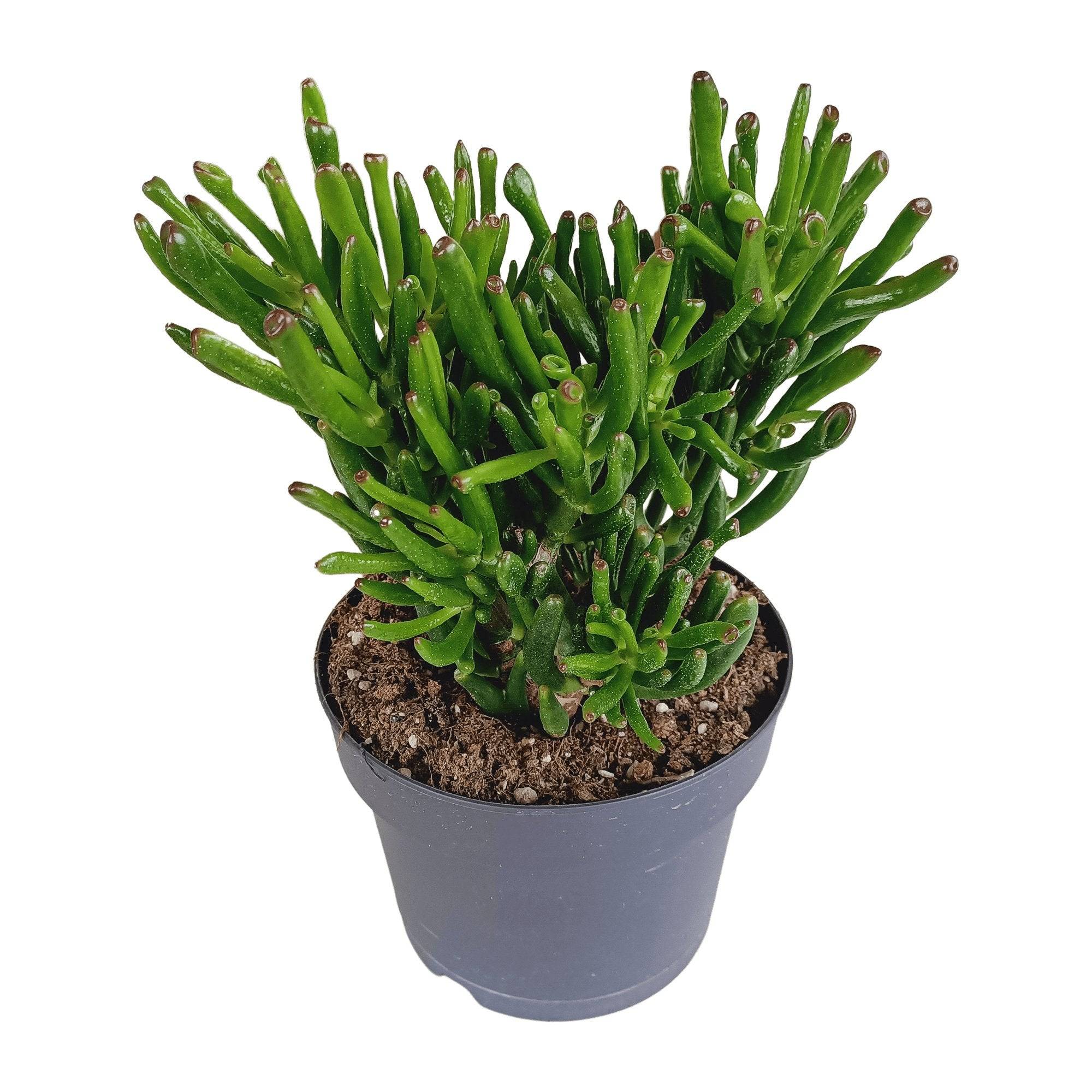 Crassula Gollum - Plante Succulente Tubulaire- La Green Touch