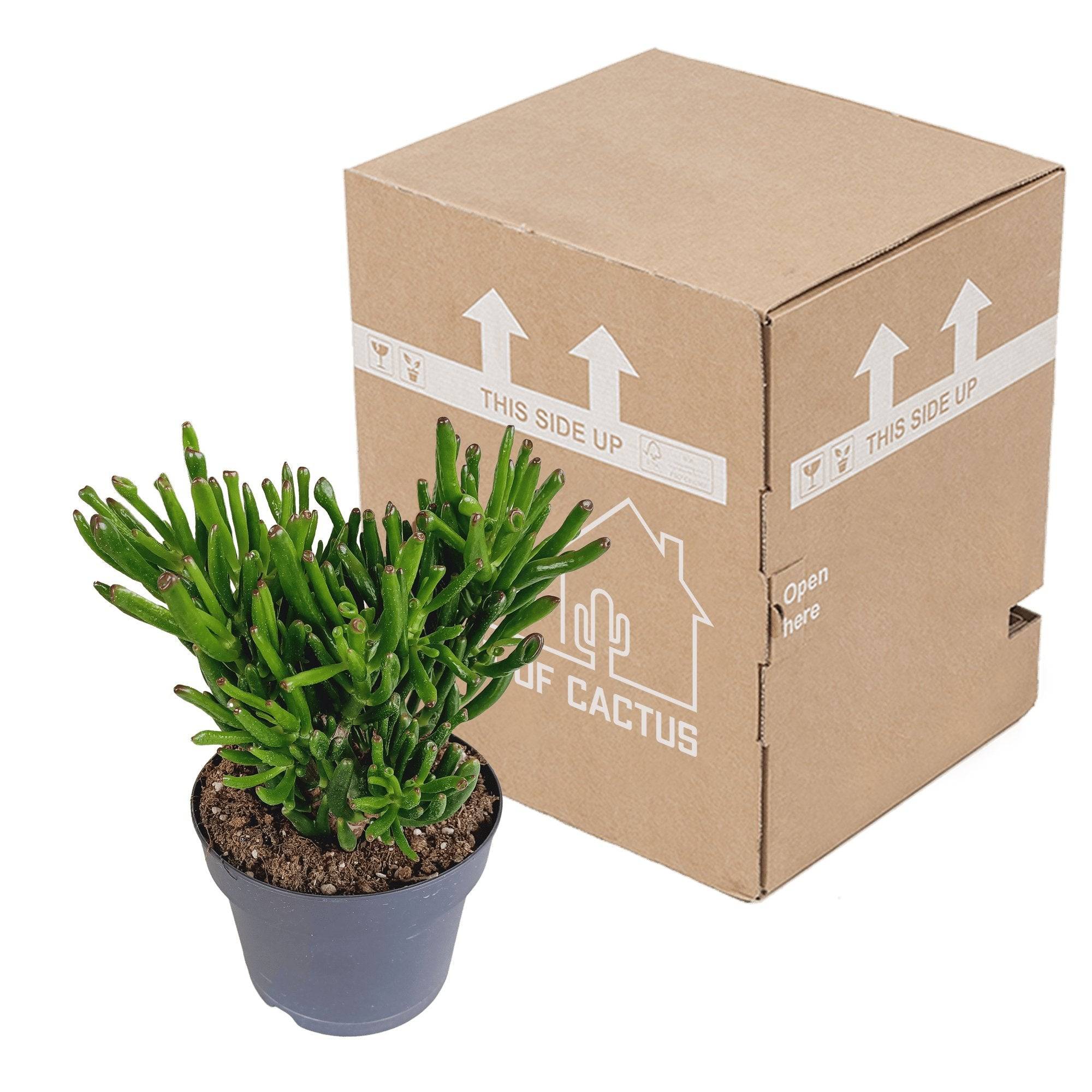 Crassula Gollum - Plante Succulente Tubulaire- La Green Touch - Image 3